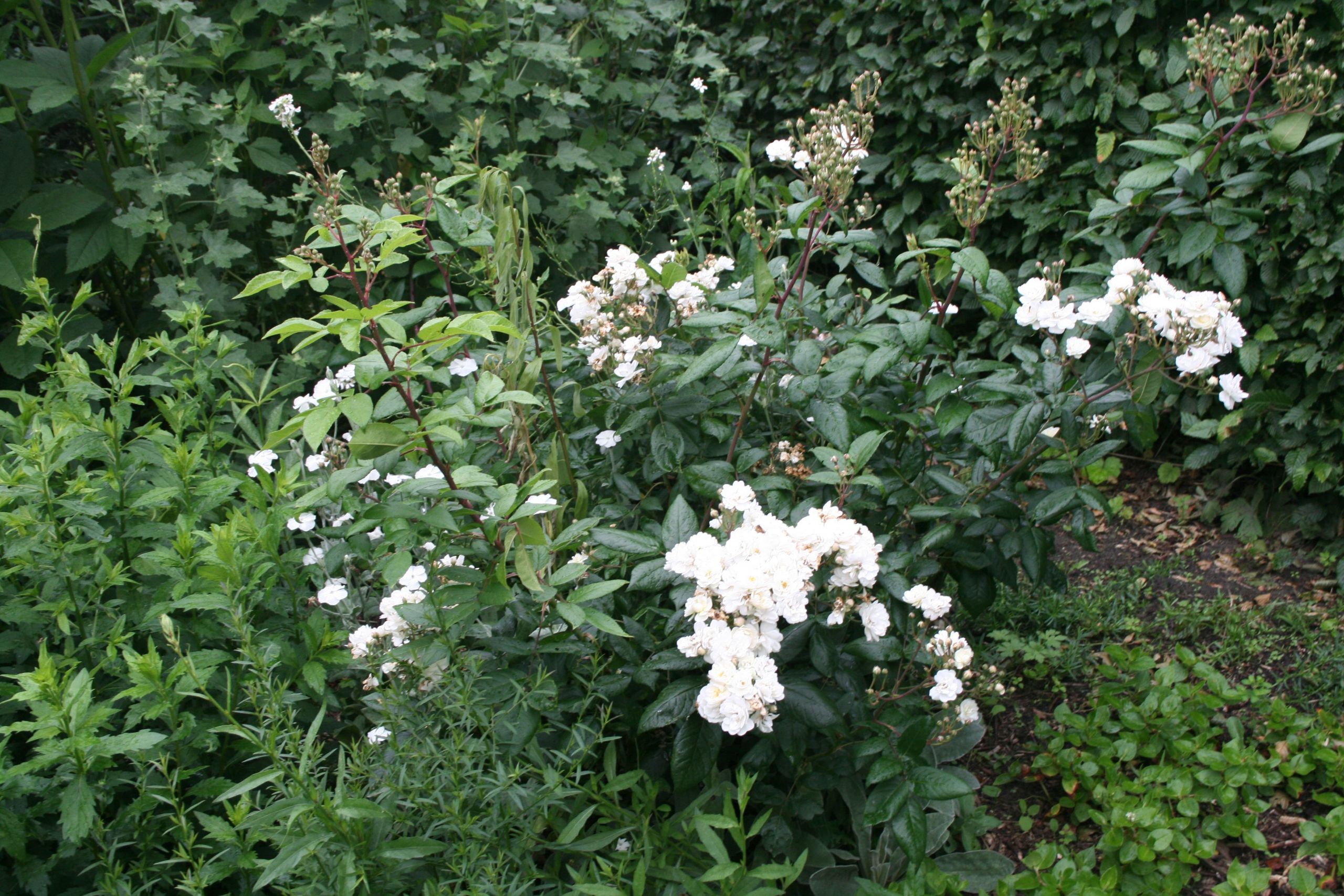 Garten Bepflanzung Inspirierend Weisse Rose Garten In Zonhoven Cclaudia