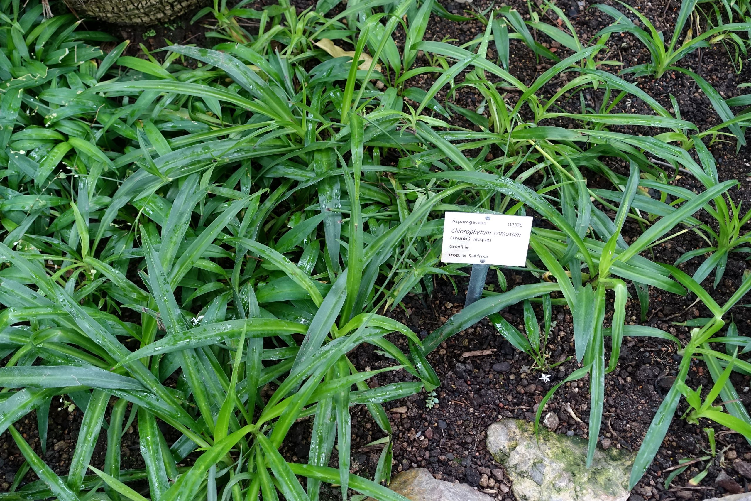 Garten.de Einzigartig File Chlorophytum Osum Botanischer Garten Heidelberg