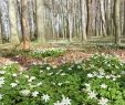 Garten Ideen Bilder Schön Buschwindröschen Wald Frühling Meine Fotos