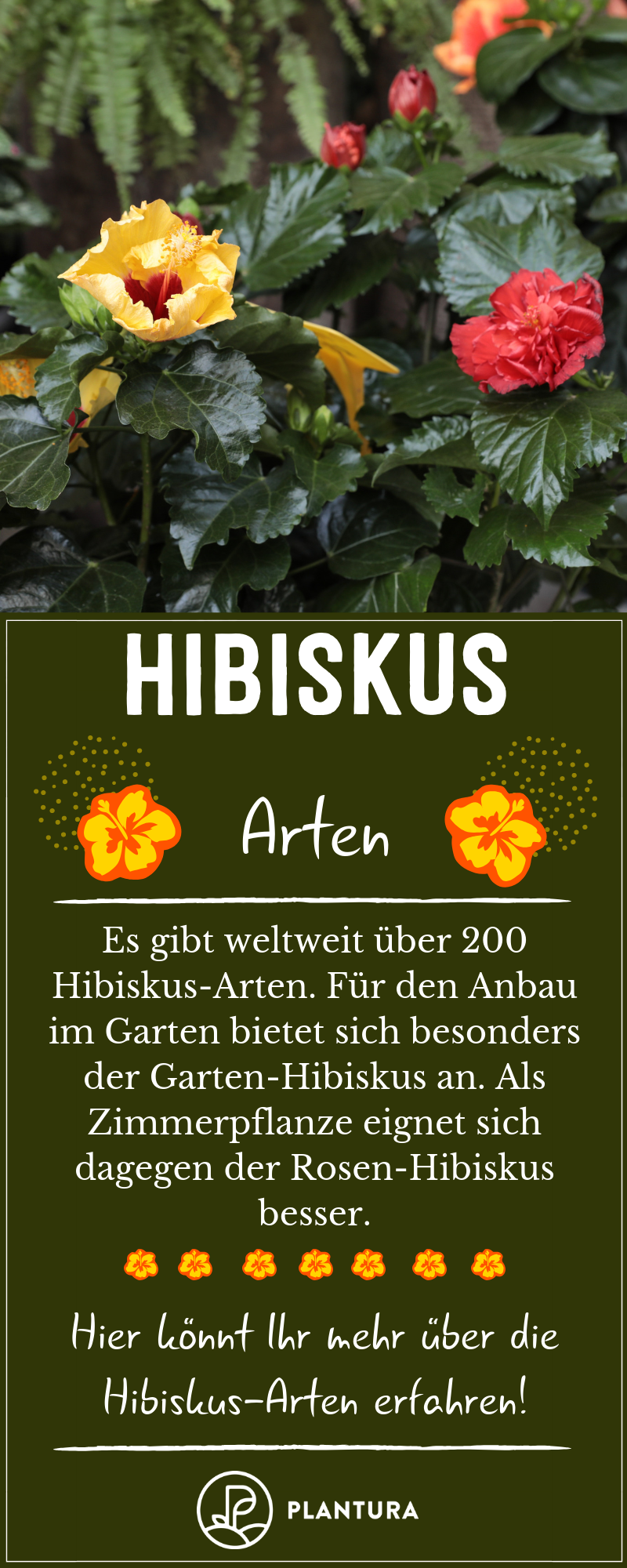 Garten Ideen Gestaltung Neu Hibiskus Alle Tipps Für Perfekte Blüte