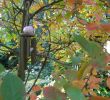 Garten Im Herbst Luxus Im Gedenken An Florian Im Herbst