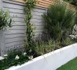 Garten Modern Bepflanzen Neu Render Walls Planting Small Garden Design Painted Fence