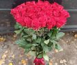 Garten Online Shop Genial 51 Imported Rose 1 M