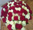 Garten Online Shop Luxus 101 Multicolored Rose 70 Cm