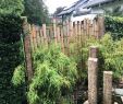 Garten Onlineshop Best Of Sichtschutz Für Den Garten Aus Bambus Kombiniert Mit
