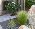 Garten Pflanzen Elegant Pflanzen Garten Sichtschutz — Temobardz Home Blog