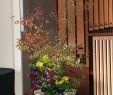 Garten Shop Genial Pin by Kiyomi Samuel On Flowers