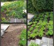 Garten Umgestalten Einzigartig Garten Neu Gestalten Vorher Nachher — Temobardz Home Blog