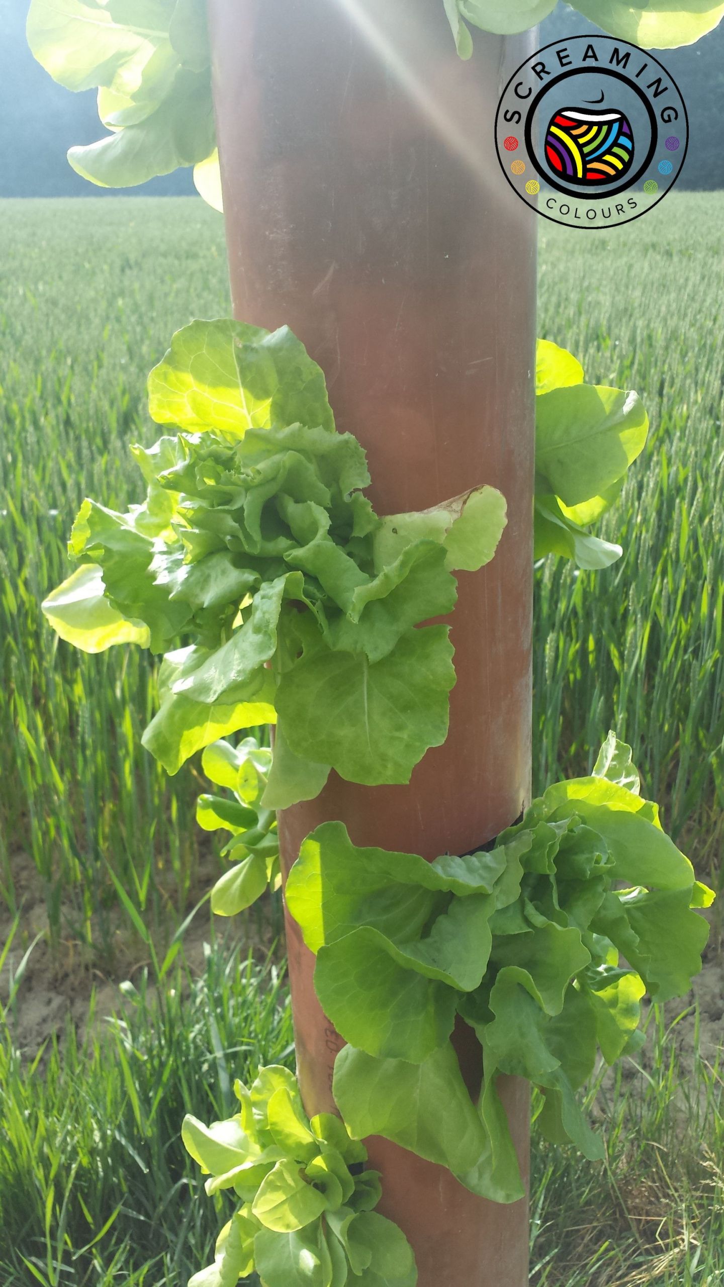 Garten Umgraben Schön Salattürmchen – Erfolg Und Misserfolg Garten