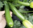 Garten Versandhandel Best Of Zucchini Monitor F1