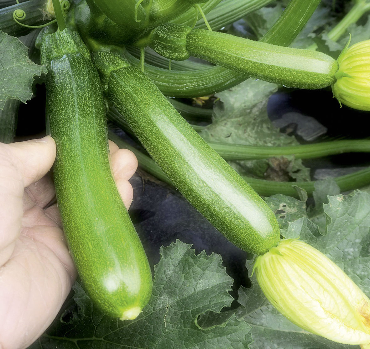 Garten Versandhandel Best Of Zucchini Monitor F1