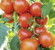 Garten Versandhandel Einzigartig tomate Bocati F1