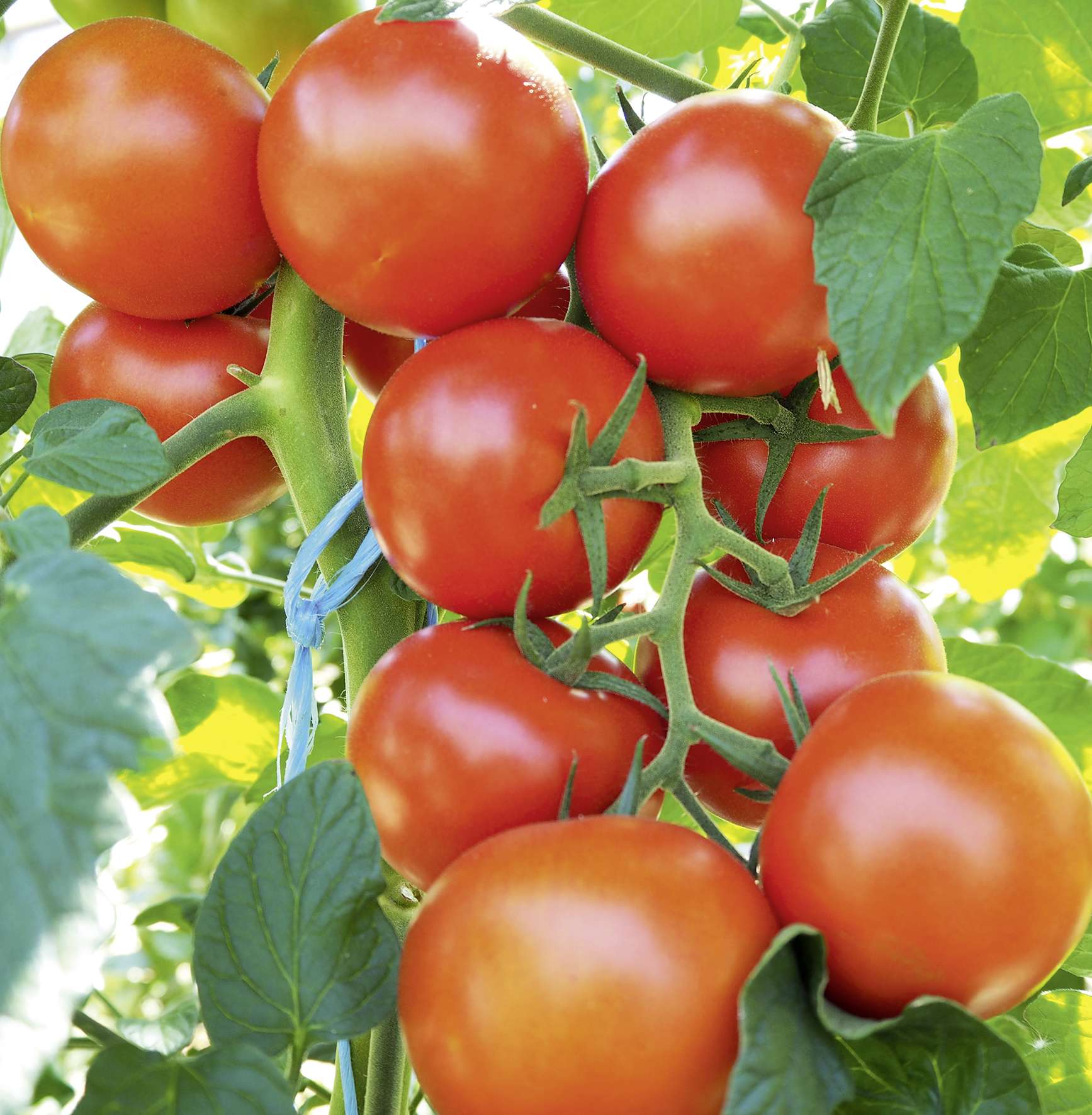Garten Versandhandel Einzigartig tomate Bocati F1