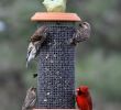 Gartenaccessoires Metall Einzigartig 180 Best Bird House and Bird Feeder Images