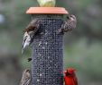 Gartenaccessoires Metall Einzigartig 180 Best Bird House and Bird Feeder Images
