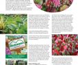 Gartenartikel Schön Gartenratgeber 09 2017 Pages 1 14 Text Version