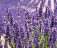 Gartenbedarf Onlineshop Schön Duft Lavendel Lavendel Blühstauden Stauden