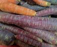 Gartenbeete Planen Schön Carrots Purple Carrot Ve Able Garden Ve Ables