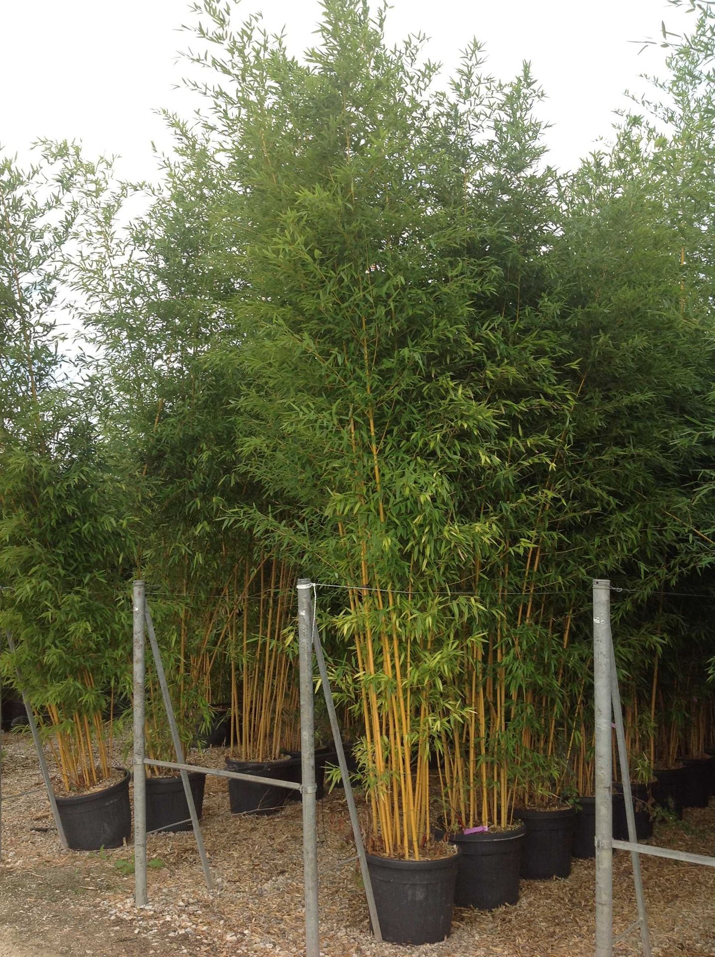 Gartenberatung Best Of Bambusi