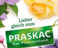 Gartenberatung Neu Katalog 2018 2019 by Praskac Pflanzenland issuu