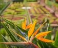 Gartenblumen Inspirierend Flowers Botanical Garden Funchal Madeira Portugal