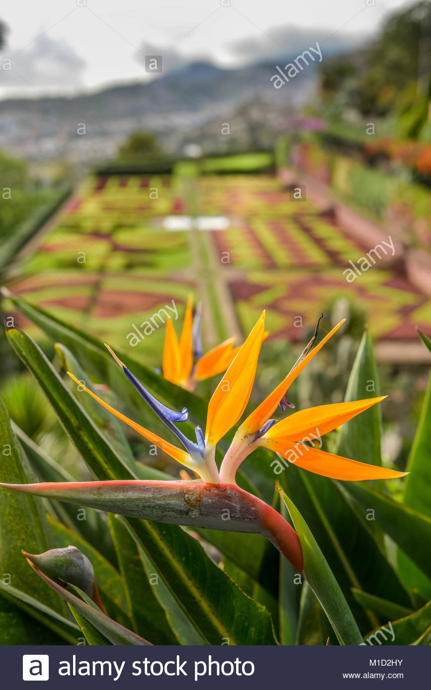 Gartenblumen Inspirierend Flowers Botanical Garden Funchal Madeira Portugal
