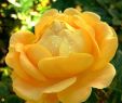 Gartenblumen Neu Yellow Love Rose Blume Blumen Roses Flower