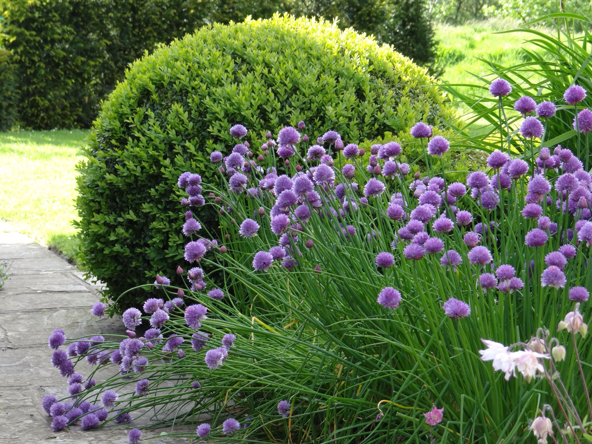 Gartencenter Best Of Small area Of Planting Alliums Against Buxus In Cottage