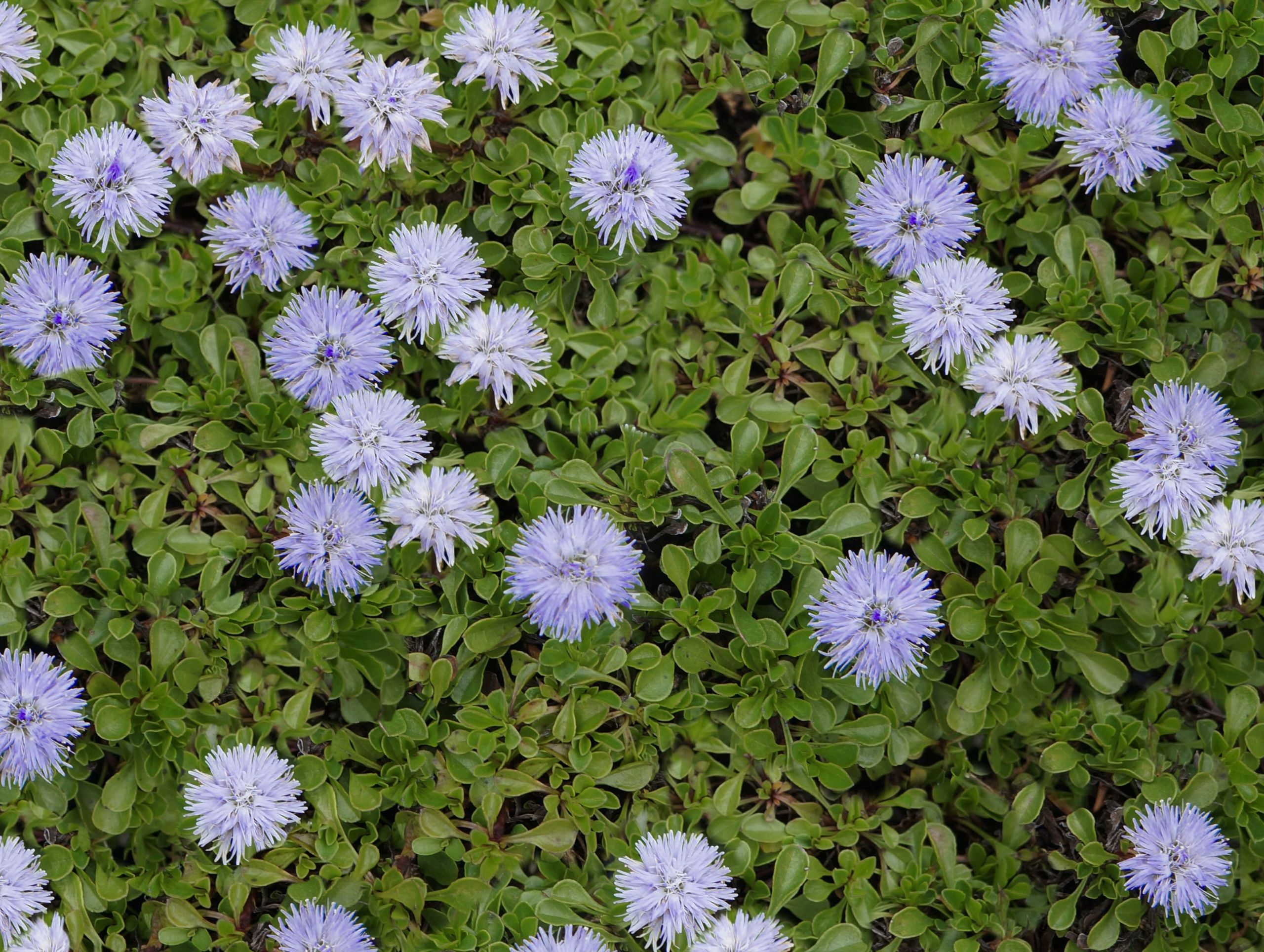 Gartencenter Schön Globularia Cordifolia Mon Name Blue Puff Globe Daisy