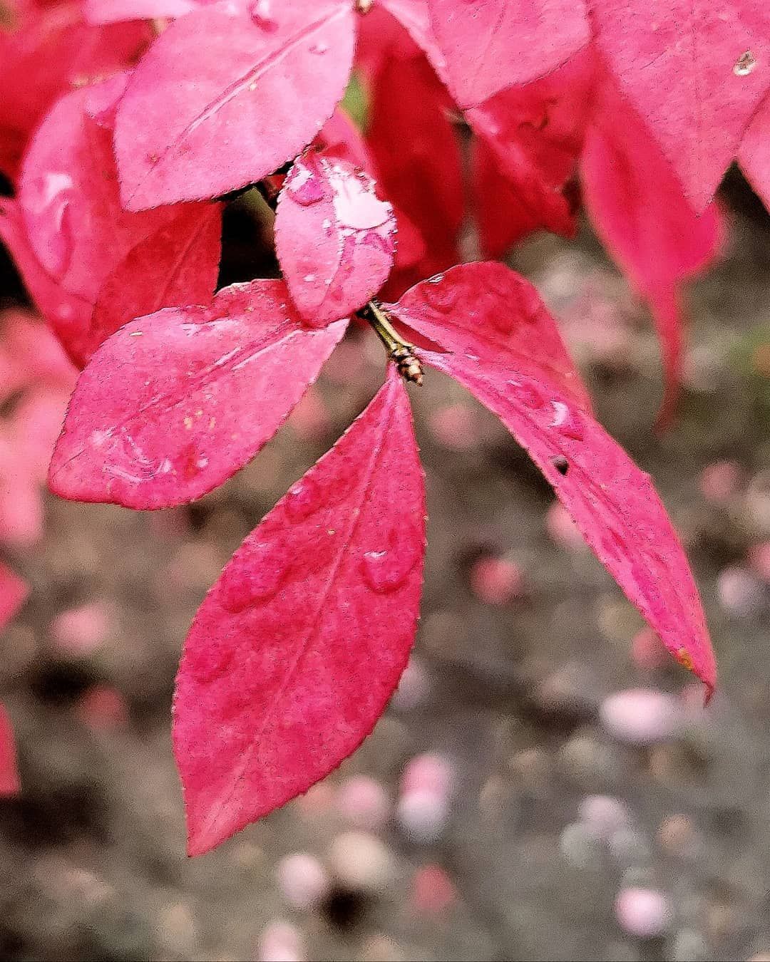 Gartendeko 24 Inspirierend Rosa Blätter Wundervolle Farben Der Natur