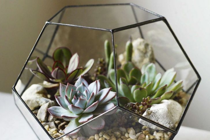 Gartendeko Aus Glas Luxus Glass Dodecahedron with Senecio Articulatus Echeveria
