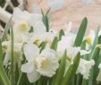 Gartendeko Bilder Schön Narcissus Mount Hood Design Daydreams In 2019