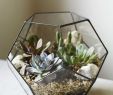 Gartendeko Glas Elegant Glass Dodecahedron with Senecio Articulatus Echeveria