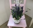Gartendeko Holz Selber Machen Frisch Es Wird Maritim Bei Embeli Blumen Lavendel Maritim