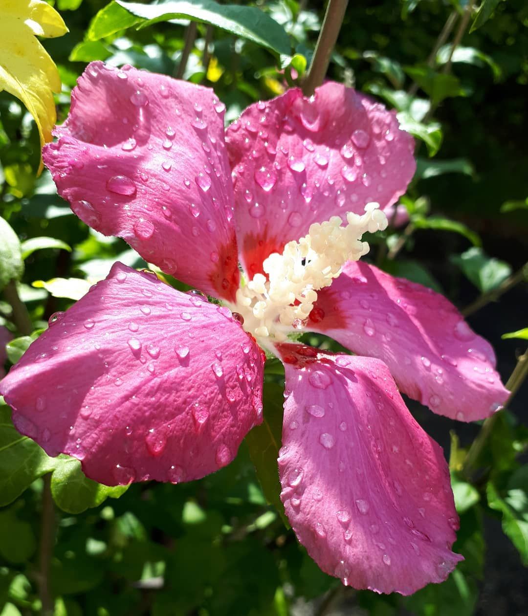 Gartendeko Hund Elegant Nach Dem Gestrigen Regen Sah Meine Hibiskusblüte