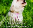 Gartendeko Hund Inspirierend Eddy Zieht Ein Von Den Abenteuern Eines Golden Retriever Buch