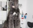 Gartendeko Hund Luxus Hundehalsband Leder 5 Cm Breit Geflochten