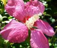 Gartendeko In Rostoptik Schön Nach Dem Gestrigen Regen Sah Meine Hibiskusblüte