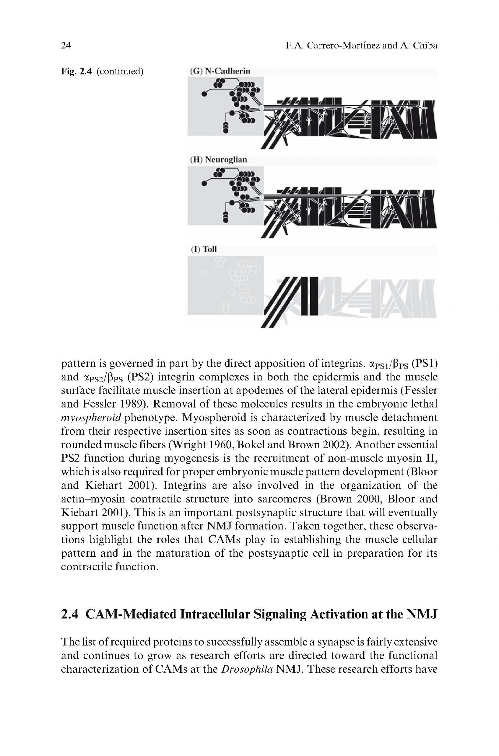 Gartendeko Katalog Best Of the Sticky Synapse Buch Jetzt Versandkostenfrei Bei Weltbild