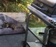 Gartendeko Katze Inspirierend 60 Keeping An Eye In Dads Grill Youll Never Know
