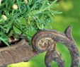 Gartendeko Rustikal Luxus Pin Auf Gartendeko Vom Ferienhaus Casa Valrea