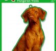 Gartendeko Schild Neu Laminierter Karte Instant Gifts Dog Signs Ungarischer Vizsla