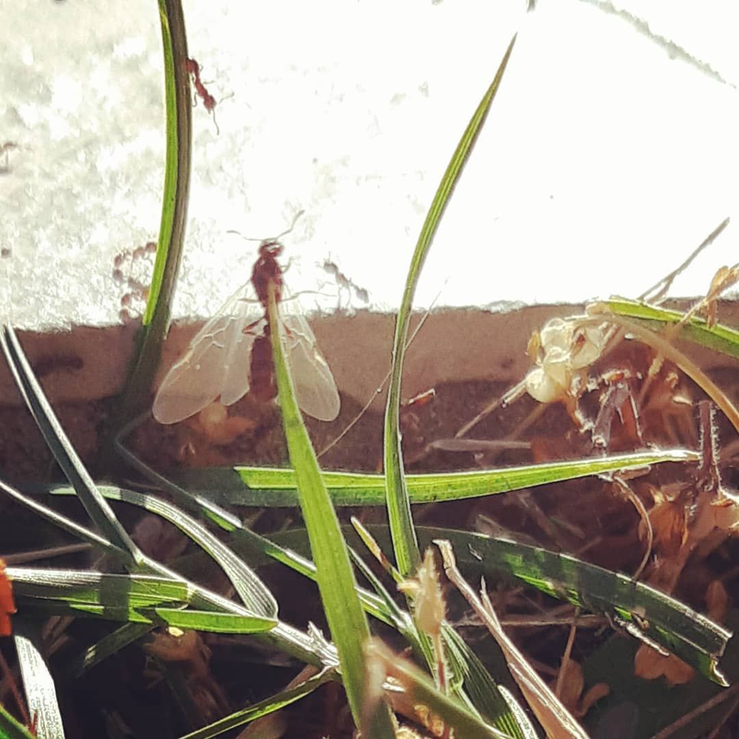 Gartendeko sommer Luxus Swarming Of Tetramorium Sp In Progress Ant Ants