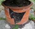 Gartendeko Terracotta Inspirierend Broken Pot Plant Stock S & Broken Pot Plant Stock