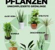 Gartendeko Weiß Neu Die 2406 Besten Bilder Von Pflanzen In 2019