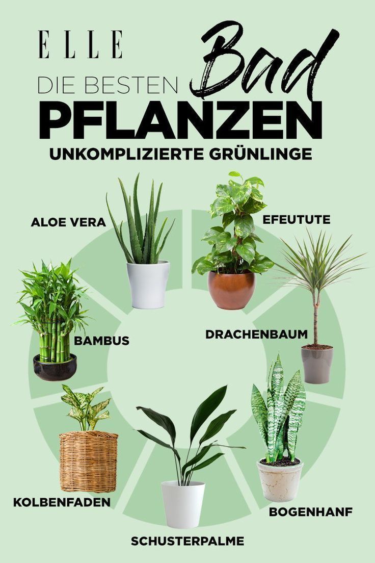 Gartendeko Weiß Neu Die 2406 Besten Bilder Von Pflanzen In 2019