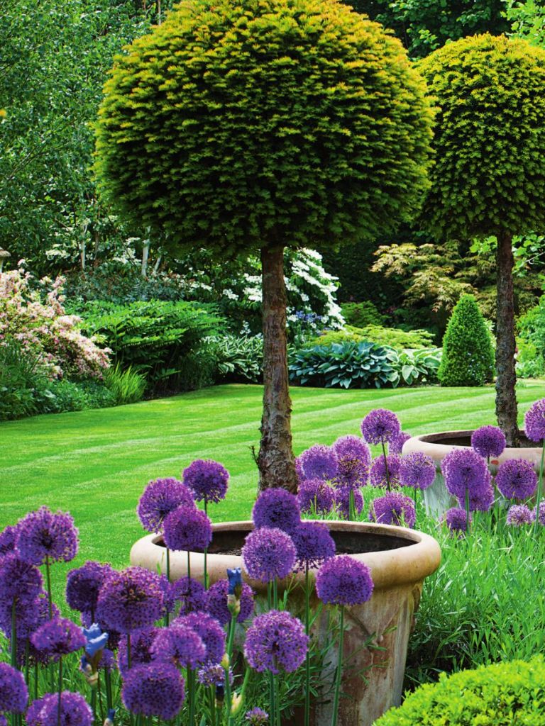 Gartendekoration Einzigartig English Garden with Lipop Yews and Allium Purple