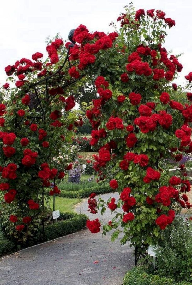 Gartendekoration Genial 45 Awesome Garden Rose Flower Ideen Für Erstaunliche