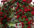 Gartendekoration Modern Inspirierend 45 Awesome Garden Rose Flower Ideen Für Erstaunliche