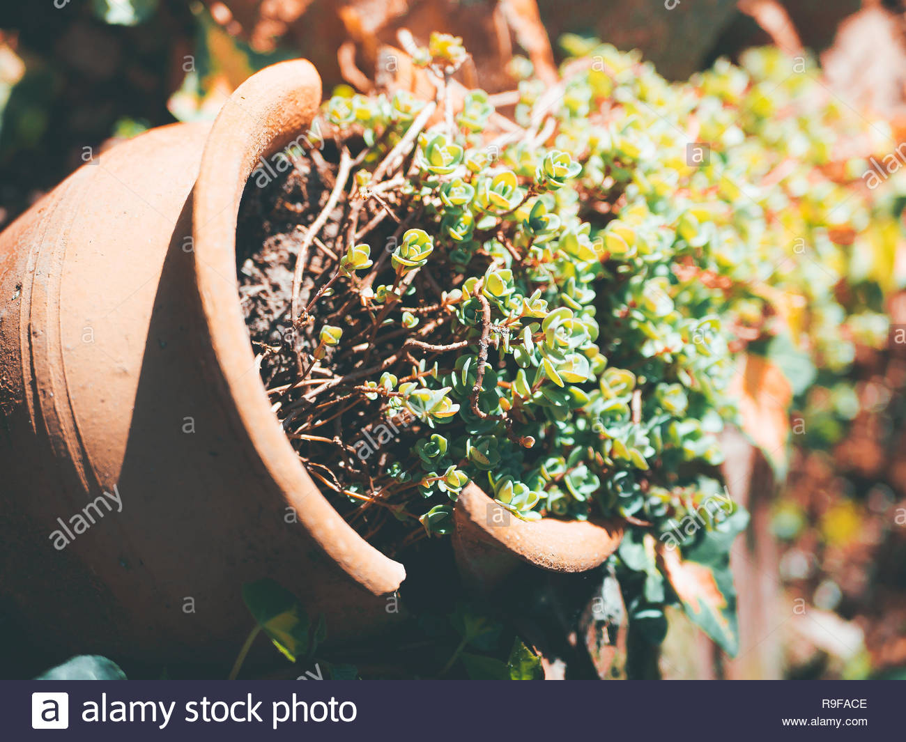 plant sedum in a broken pot on the ground at sunny day landscape design R9FACE